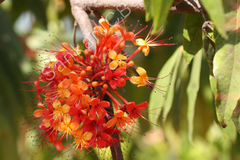 Saraca asoca